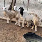 ضان 3 للبيع