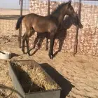 مهر