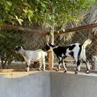 ماعز قزمي مع انتاجه