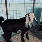 تيسين وجفره.