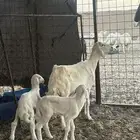 نعجه والد معها اثنين
