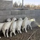 طليان حريه شرط