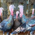 دجاج رومي بادي يبيض