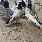 حمام باكستاني تب التب