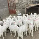 خرفان ورخال