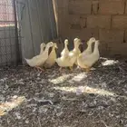 بط بكيني العدد 9 العمر شهر