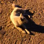 كلبه هاسكي