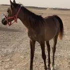 مهر