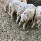 عنز بولدها وبهم تربية