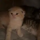 قطط سكوتش