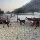 معزاء 25 راس حد بيع 285ريال