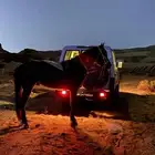حصان شعبي