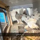 دجاج كوشن