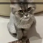 قطط للتبني