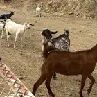 مراح كامل