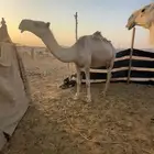ضروبه