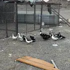 بط بح
