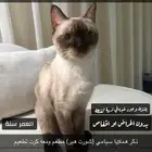 قطط هملايا سيامي للتبني