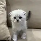 كتن سكوتش فولد