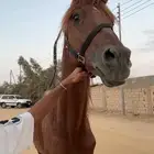 حصان عربي