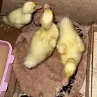 بط للبيع.