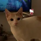 قط بلدي للتبني