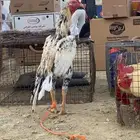 ديك سندي توب
