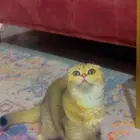 قطه سكوتش فولد للبيع بسعر مخفض