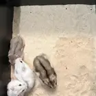 هامستر ونتر وايت (الدبدوب) للبيع