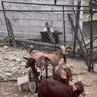 جفير للبيع