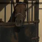 حصان واهو وفرسين ومهره واهو للبيع
