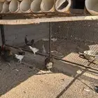 دجاج
