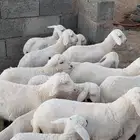 ضان مراح