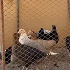 دجاج وديك تركي