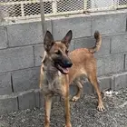 للبيع انثى مالينوا ستاندر