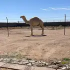 قعود مفرود