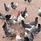 دجاج فيومي بياض 35