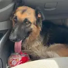 للبيع جيرمن شيربد ذكر