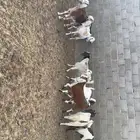 جفرات مقاني