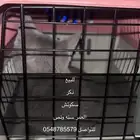 قطو