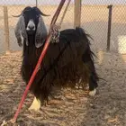 عنز مضرع على السونار