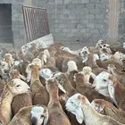 سواكن تربية نظيفة سعر مناسب