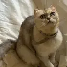 قطه سكوتش للتبني بيرو