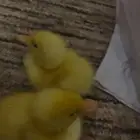 بط صغير