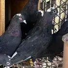 للبيع اجواز