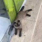 قط للتبني