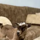 تيس قزم
