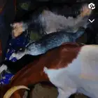 عنز عليه عنق وعنز عليه تيس