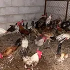 ديكه للبيع