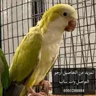 مطلوب ذكر كويكر نفس اللون